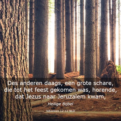 Picture 03 - Johannes 12:12 NLD - Des anderen daags, een grote schare, die tot het - Bible Verse Picture