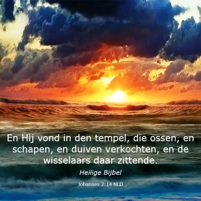 Picture 03 - Johannes 2:14 NLD - En Hij vond in den tempel, die ossen, en schapen, - Bible Verse Picture