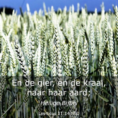 Picture 03 - Leviticus 11:14 NLD - En de gier, en de kraai, naar haar - Bible Verse Picture