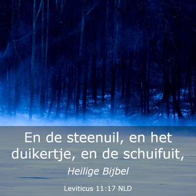 Picture 03 - Leviticus 11:17 NLD - En de steenuil, en het duikertje, en de - Bible Verse Picture