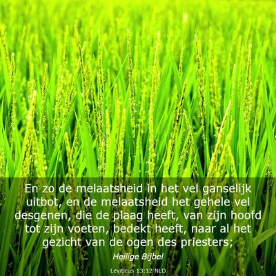Picture 03 - Leviticus 13:12 NLD - En zo de melaatsheid in het vel ganselijk uitbot, - Bible Verse Picture