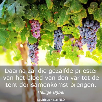 Picture 03 - Leviticus 4:16 NLD - Daarna zal die gezalfde priester van het bloed - Bible Verse Picture