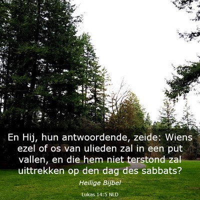 Picture 03 - Lukas 14:5 NLD - En Hij, hun antwoordende, zeide: Wiens ezel of os - Bible Verse Picture