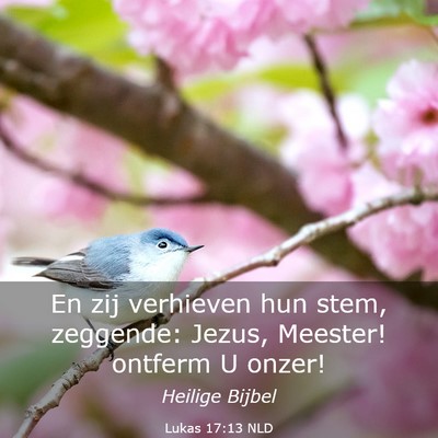 Picture 03 - Lukas 17:13 NLD - En zij verhieven hun stem, zeggende: Jezus, - Bible Verse Picture