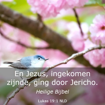 Picture 03 - Lukas 19:1 NLD - En Jezus, ingekomen zijnde, ging door - Bible Verse Picture