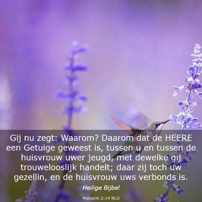 Picture 03 - Maleachi 2:14 NLD - Gij nu zegt: Waarom? Daarom dat de HEERE een - Bible Verse Picture