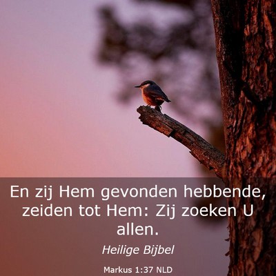 Picture 03 - Markus 1:37 NLD - En zij Hem gevonden hebbende, zeiden tot Hem: Zij - Bible Verse Picture