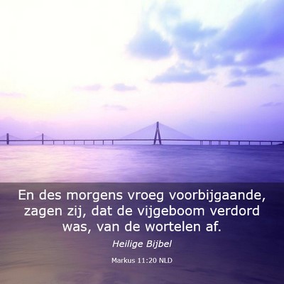 Picture 03 - Markus 11:20 NLD - En des morgens vroeg voorbijgaande, zagen zij, - Bible Verse Picture
