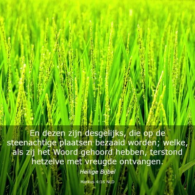 Picture 03 - Markus 4:16 NLD - En dezen zijn desgelijks, die op de steenachtige - Bible Verse Picture