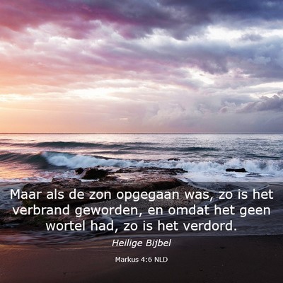Picture 03 - Markus 4:6 NLD - Maar als de zon opgegaan was, zo is het verbrand - Bible Verse Picture