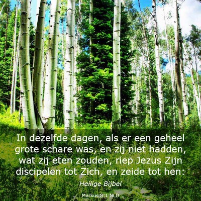 Picture 03 - Markus 8:1 NLD - In dezelfde dagen, als er een geheel grote schare - Bible Verse Picture