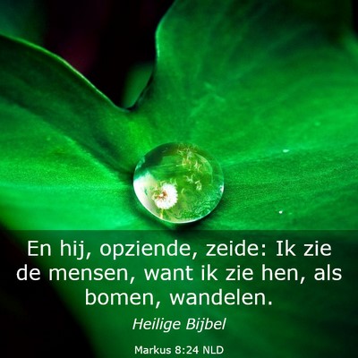 Picture 03 - Markus 8:24 NLD - En hij, opziende, zeide: Ik zie de mensen, want - Bible Verse Picture