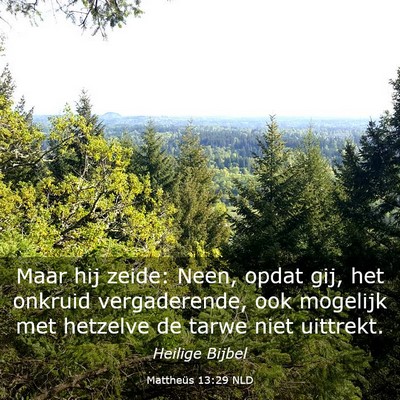 Picture 03 - Mattheüs 13:29 NLD - Maar hij zeide: Neen, opdat gij, het onkruid - Bible Verse Picture
