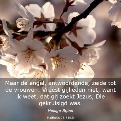Picture 03 - Mattheüs 28:5 NLD - Maar de engel, antwoordende, zeide tot de - Bible Verse Picture