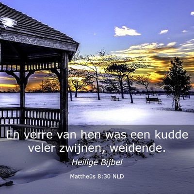 Picture 03 - Mattheüs 8:30 NLD - En verre van hen was een kudde veler zwijnen, - Bible Verse Picture