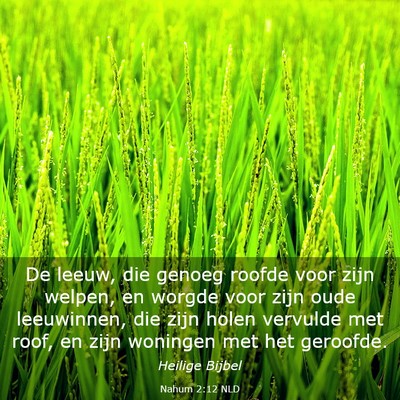 Picture 03 - Nahum 2:12 NLD - De leeuw, die genoeg roofde voor zijn welpen, en - Bible Verse Picture