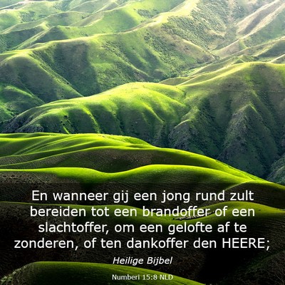 Picture 03 - Numberi 15:8 NLD - En wanneer gij een jong rund zult bereiden tot - Bible Verse Picture