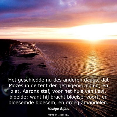 Picture 03 - Numberi 17:8 NLD - Het geschiedde nu des anderen daags, dat Mozes in - Bible Verse Picture