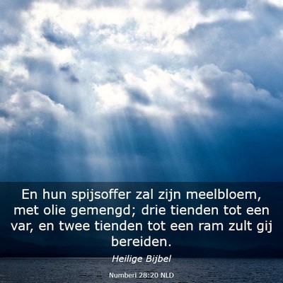 Picture 03 - Numberi 28:20 NLD - En hun spijsoffer zal zijn meelbloem, met olie - Bible Verse Picture