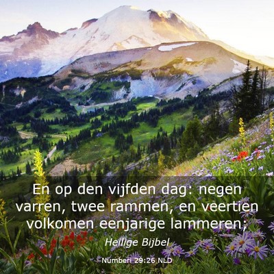 Picture 03 - Numberi 29:26 NLD - En op den vijfden dag: negen varren, twee rammen, - Bible Verse Picture