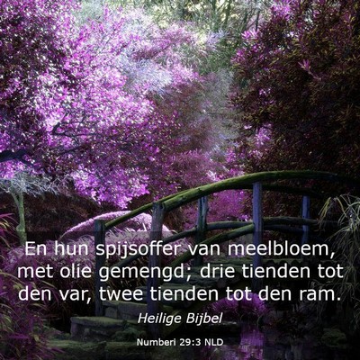 Picture 03 - Numberi 29:3 NLD - En hun spijsoffer van meelbloem, met olie - Bible Verse Picture