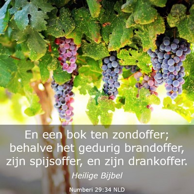 Picture 03 - Numberi 29:34 NLD - En een bok ten zondoffer; behalve het gedurig - Bible Verse Picture