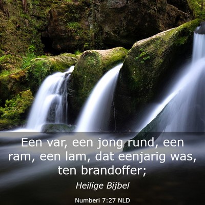 Picture 03 - Numberi 7:27 NLD - Een var, een jong rund, een ram, een lam, dat - Bible Verse Picture