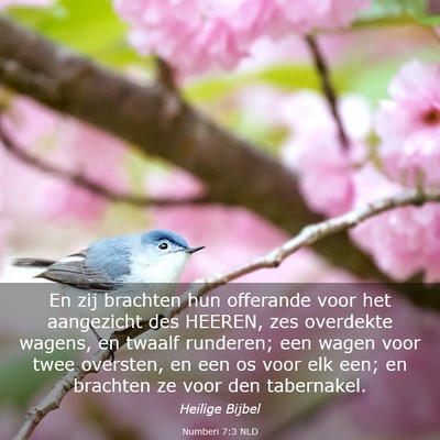Picture 03 - Numberi 7:3 NLD - En zij brachten hun offerande voor het aangezicht - Bible Verse Picture