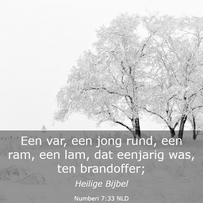 Picture 03 - Numberi 7:33 NLD - Een var, een jong rund, een ram, een lam, dat - Bible Verse Picture