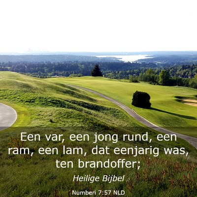 Picture 03 - Numberi 7:57 NLD - Een var, een jong rund, een ram, een lam, dat - Bible Verse Picture