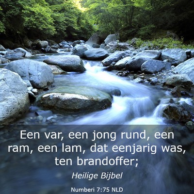 Picture 03 - Numberi 7:75 NLD - Een var, een jong rund, een ram, een lam, dat - Bible Verse Picture
