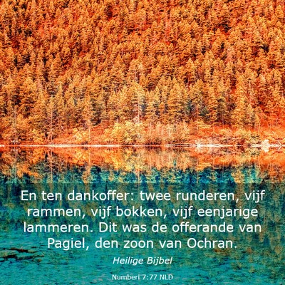 Picture 03 - Numberi 7:77 NLD - En ten dankoffer: twee runderen, vijf rammen, - Bible Verse Picture