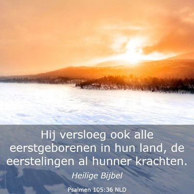 Picture 03 - Psalmen 105:36 NLD - Hij versloeg ook alle eerstgeborenen in hun land, - Bible Verse Picture