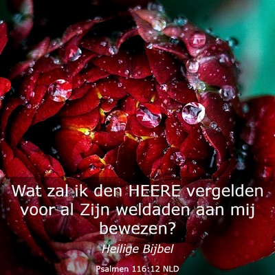 Picture 03 - Psalmen 116:12 NLD - Wat zal ik den HEERE vergelden voor al Zijn - Bible Verse Picture