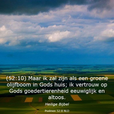Picture 03 - Psalmen 52:8 NLD - (52:10) Maar ik zal zijn als een groene olijfboom - Bible Verse Picture