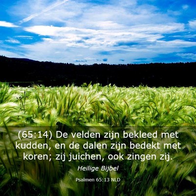 Picture 03 - Psalmen 65:13 NLD - (65:14) De velden zijn bekleed met kudden, en de - Bible Verse Picture
