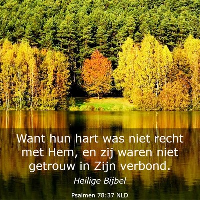 Picture 03 - Psalmen 78:37 NLD - Want hun hart was niet recht met Hem, en zij - Bible Verse Picture