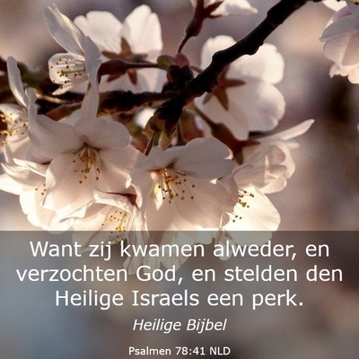 Picture 03 - Psalmen 78:41 NLD - Want zij kwamen alweder, en verzochten God, en - Bible Verse Picture