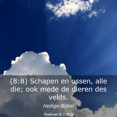 Picture 03 - Psalmen 8:7 NLD - (8:8) Schapen en ossen, alle die; ook mede de - Bible Verse Picture