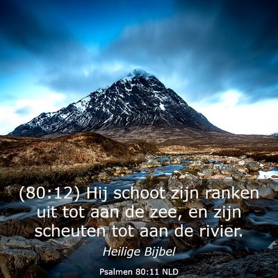 Picture 03 - Psalmen 80:11 NLD - (80:12) Hij schoot zijn ranken uit tot aan de - Bible Verse Picture