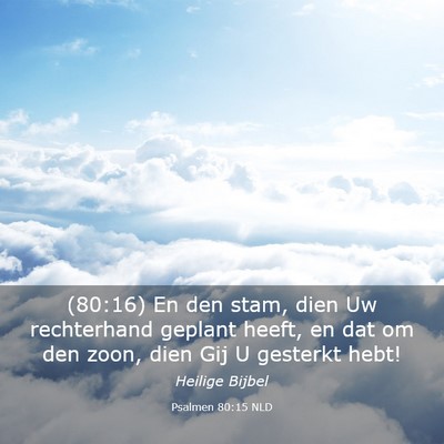 Picture 03 - Psalmen 80:15 NLD - (80:16) En den stam, dien Uw rechterhand geplant - Bible Verse Picture