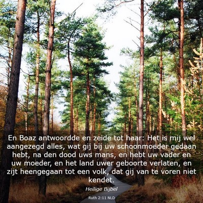 Picture 03 - Ruth 2:11 NLD - En Boaz antwoordde en zeide tot haar: Het is mij - Bible Verse Picture