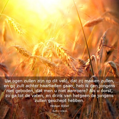 Picture 03 - Ruth 2:9 NLD - Uw ogen zullen zijn op dit veld, dat zij maaien - Bible Verse Picture