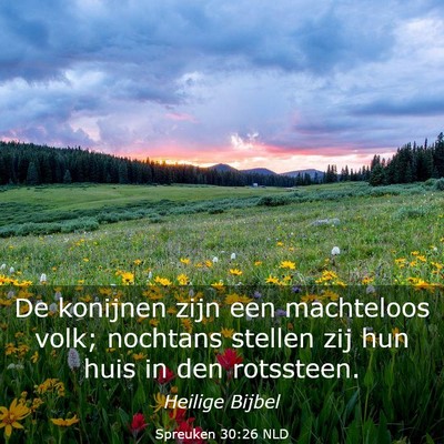 Picture 03 - Spreuken 30:26 NLD - De konijnen zijn een machteloos volk; nochtans - Bible Verse Picture