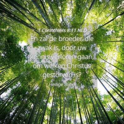 Picture 04 - 1 Corinthiërs 8:11 NLD - En zal de broeder, die zwak is, door uw kennis - Bible Verse Picture