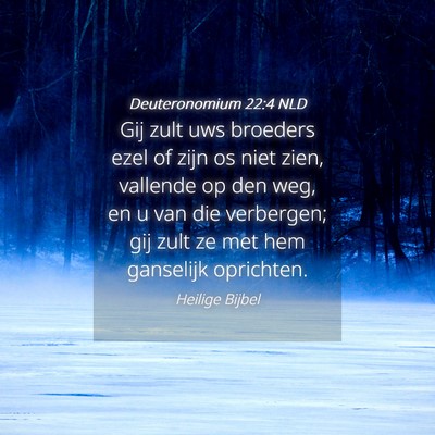 Picture 04 - Deuteronomium 22:4 NLD - Gij zult uws broeders ezel of zijn os niet zien, - Bible Verse Picture