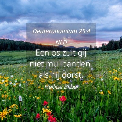 Picture 04 - Deuteronomium 25:4 NLD - Een os zult gij niet muilbanden, als hij - Bible Verse Picture