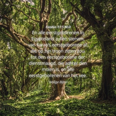 Picture 04 - Exodus 11:5 NLD - En alle eerstgeborenen in Egypteland zullen - Bible Verse Picture