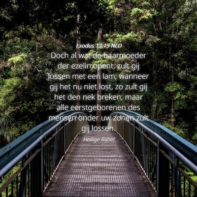 Picture 04 - Exodus 13:13 NLD - Doch al wat de baarmoeder der ezelin opent, zult - Bible Verse Picture