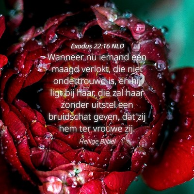 Picture 04 - Exodus 22:16 NLD - Wanneer nu iemand een maagd verlokt, die niet - Bible Verse Picture